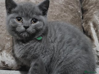 British Shorthair cats British blue pedigree shorthairs 4 males - Advert 5