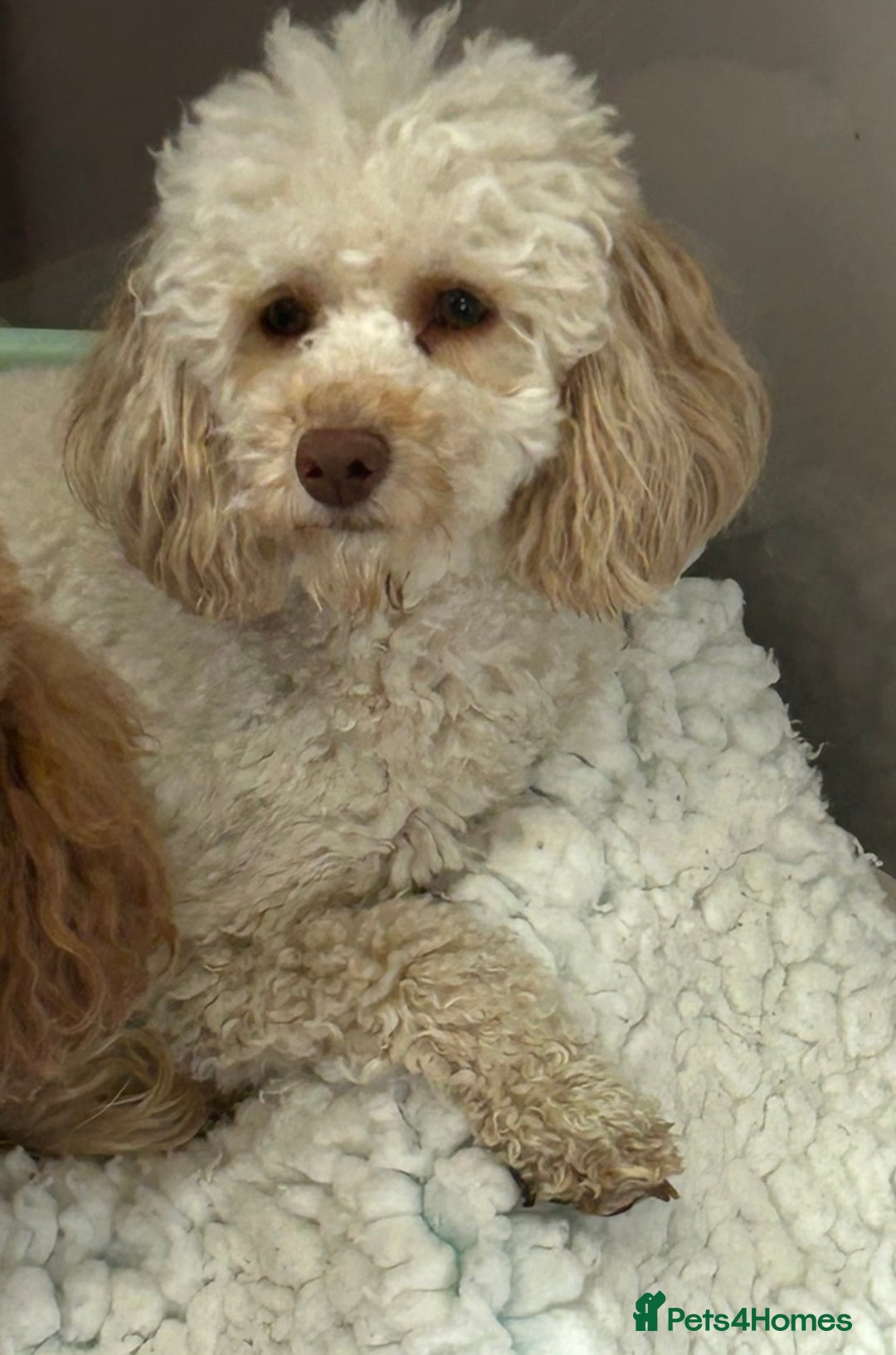 Toy Poodle dogs for sale: Chocolate Merle Kc parents toy poodle female  - Advert 15