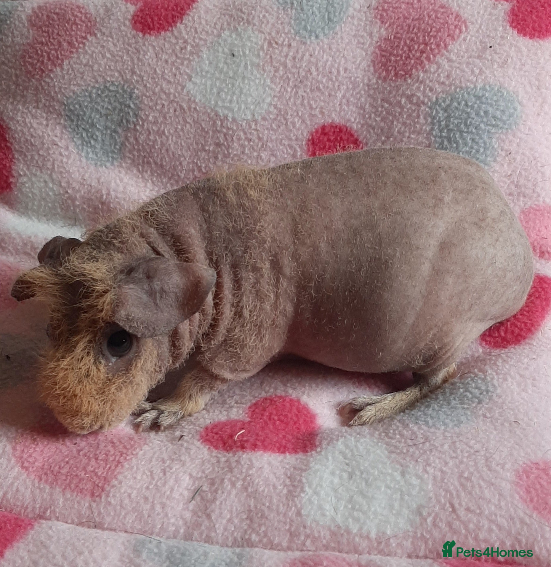 Guinea Pig rodents Skinny pig/werewolf baby girl. - Advert 2