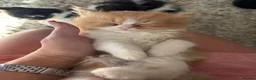 Mixed Breed cats for sale: Beautiful baby kittens  - Advert 1