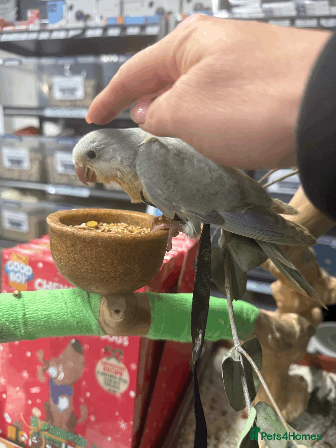 Parrots birds for sale: Handreared baby quaker - Advert 1