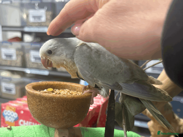 Parrots birds Handreared baby quaker - Advert 1