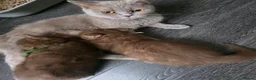 British Shorthair cats for sale: Our Beautiful British Shorthair Kittens - Advert 17