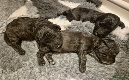 Bedlington Terrier dogs for sale: Bedlington terrier pups. 1 boy, 1 girl available  - Image 3