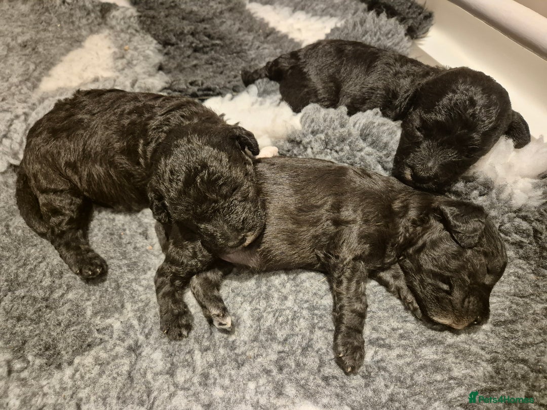 Bedlington Terrier dogs for sale: Bedlington terrier pups. 1 boy, 1 girl available  - Image 3