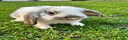 Mini Lop rabbits for sale: Mini Lop Rabbits For Sale  - Advert 31