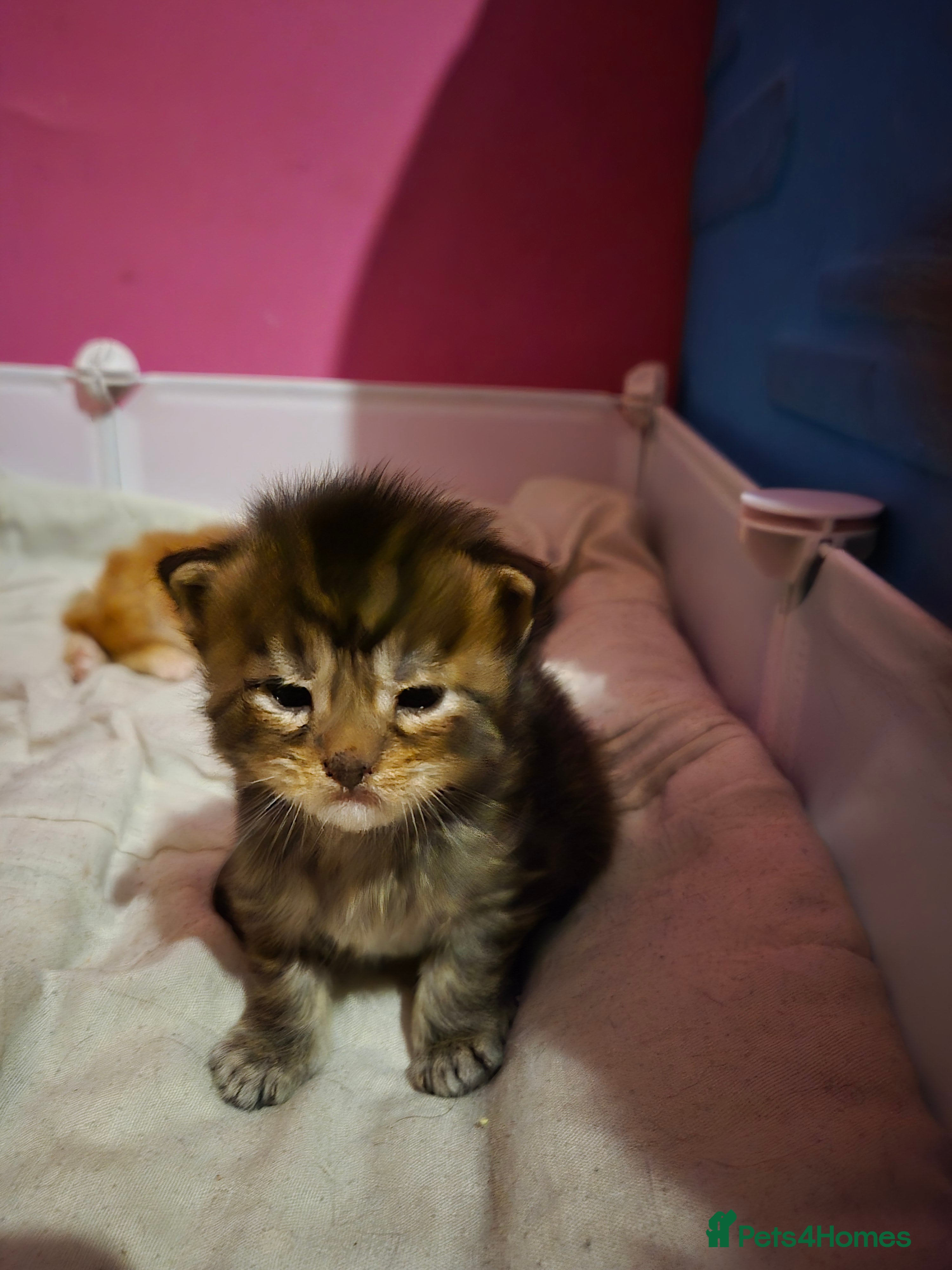 Maine Coon cats Russian /xxl maine coon - Advert 2