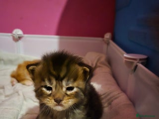 Maine Coon cats Russian /xxl maine coon - Advert 2