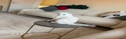 Scottish Fold cats for sale: Scotish fold  - Advert 5