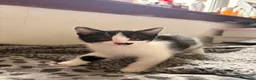 Mixed Breed cats for sale: Kittens in Kelty - Advert 3