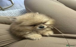 Pomeranian dogs for sale: Pomeranian Marle Puppies   in Newcastle upon Tyne - Image 21