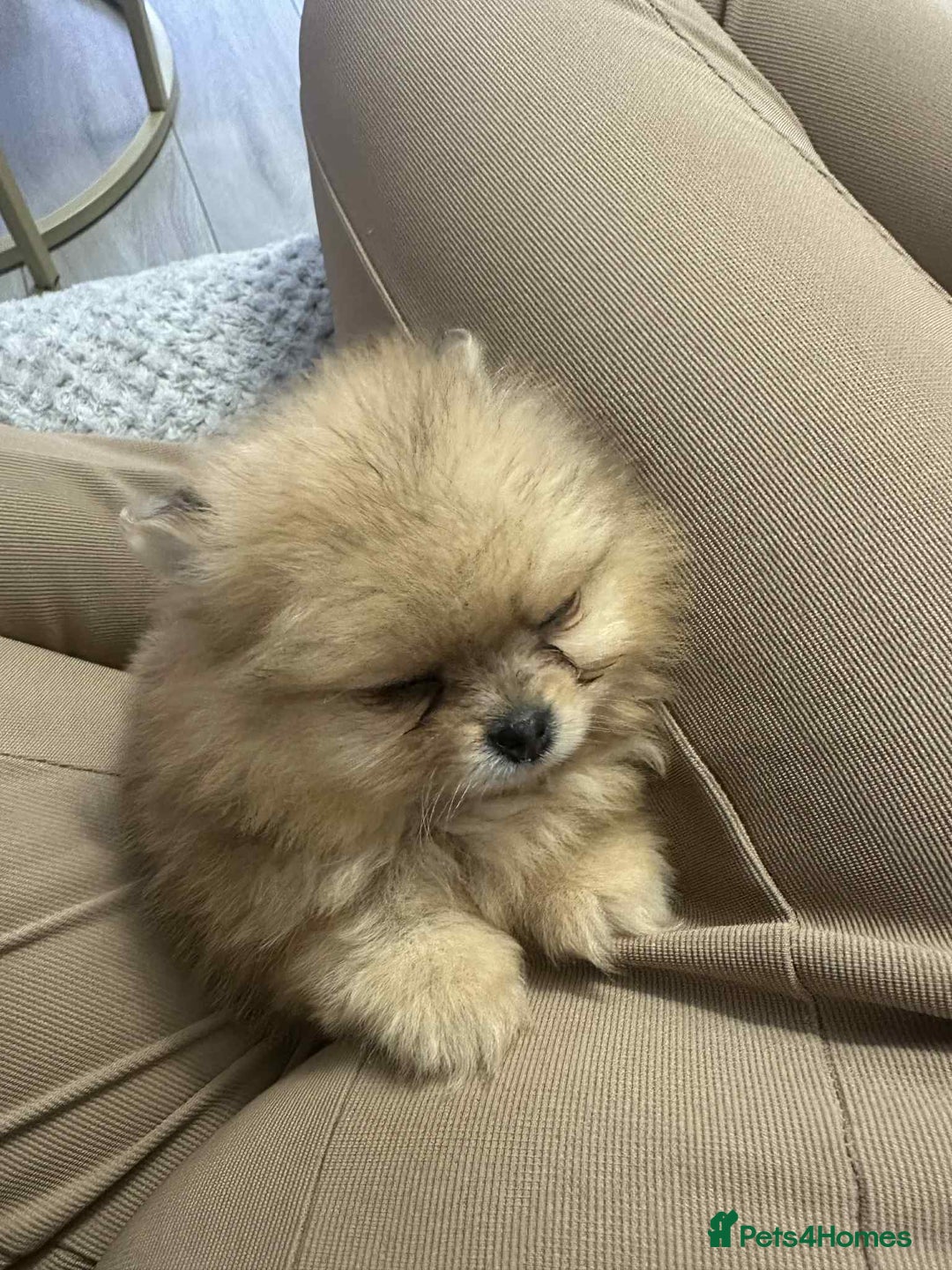 Pomeranian dogs for sale: Pomeranian Marle Puppies   in Newcastle upon Tyne - Image 21
