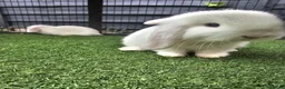 Mini Lop rabbits for sale: Beautiful Mini lops ❤️ - Advert 28