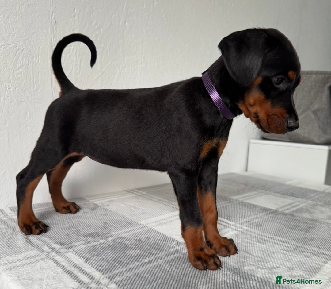 Dobermann dogs for sale: European Doberman Puppies - Champion Bloodline - Image 11