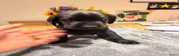 Labrador Retriever dogs for sale: Beautiful litter of Labrador Puppies  - Advert 14