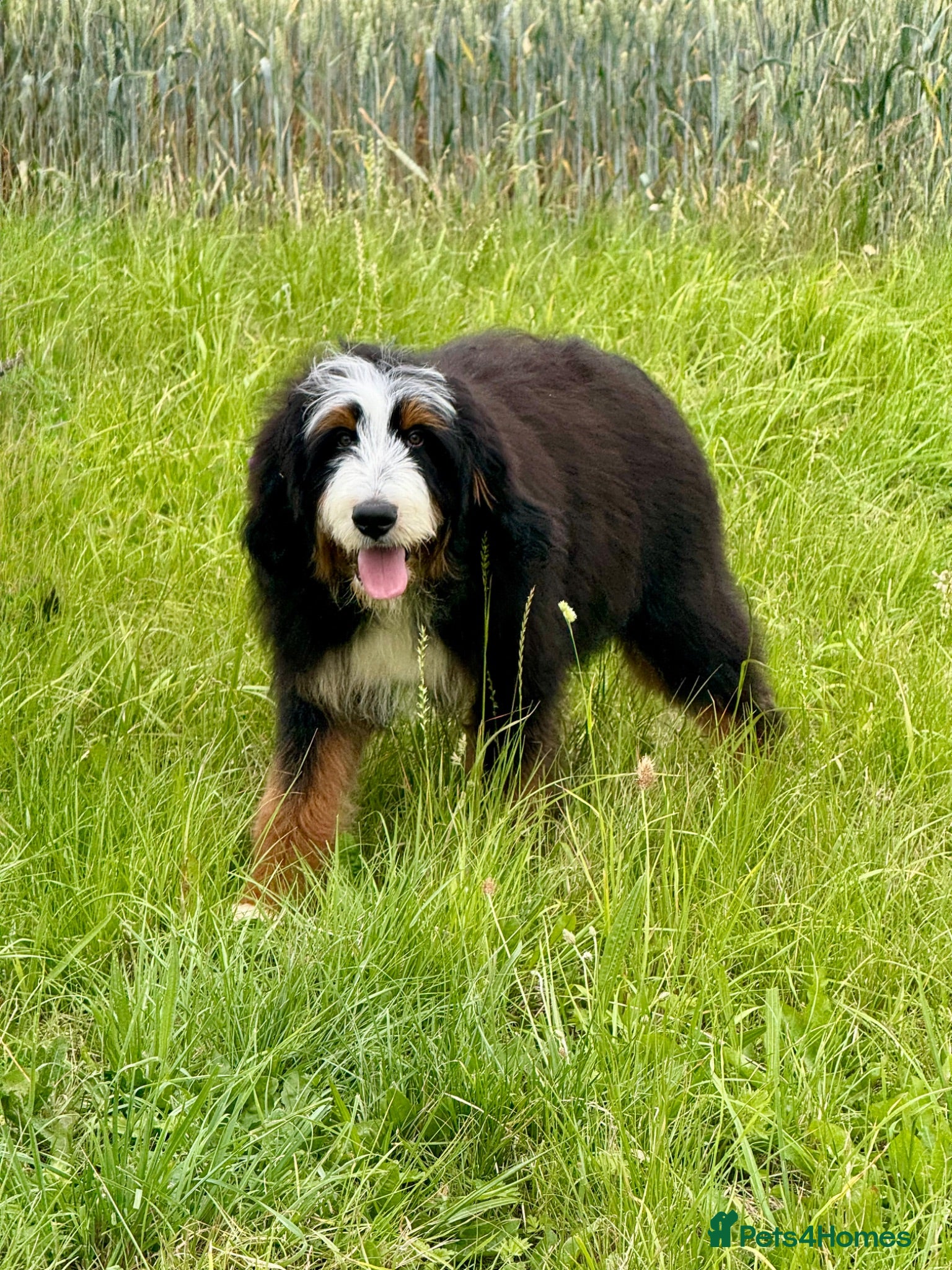 Bernedoodle dogs A gorgeous tri colour boy bernedoodle puppy - Advert 15