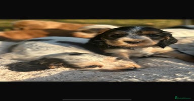 Cocker Spaniel dogs - Advert 6