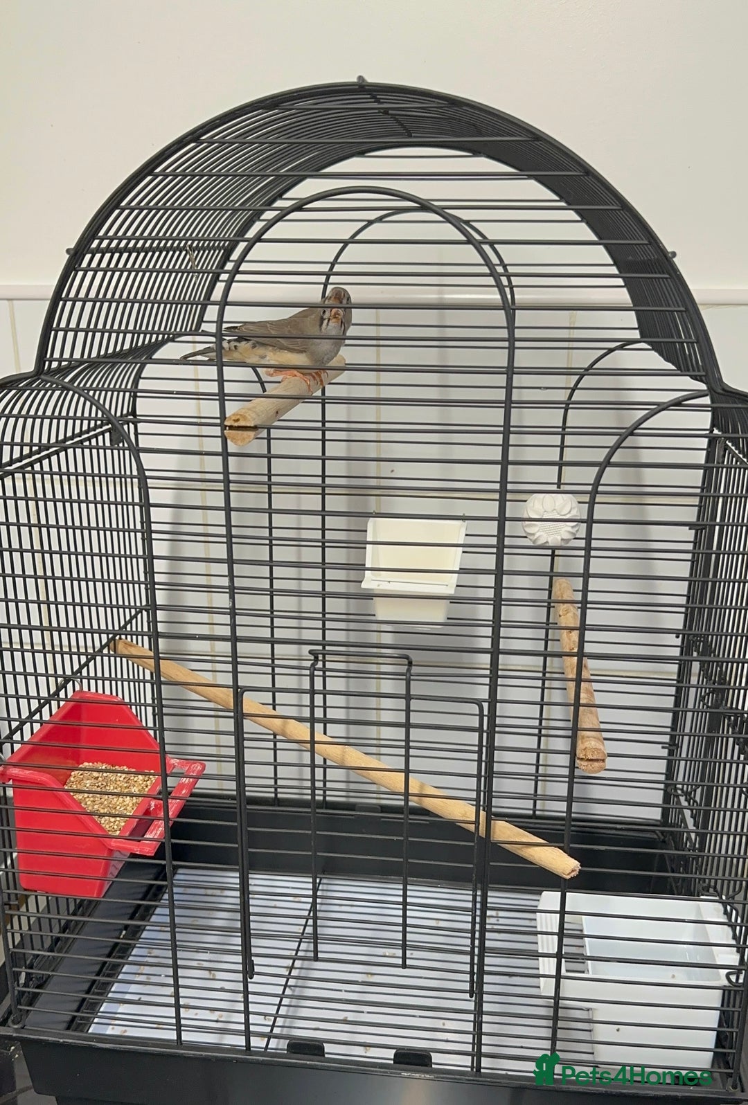 Finches birds for sale: Baby Zebra Finches & Cage - Advert 6