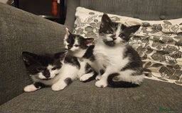 Mixed Breed cats for sale: Beautiful, playful kittens for sale - Image 1