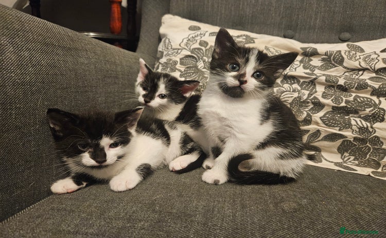 Mixed Breed cats - Advert 12