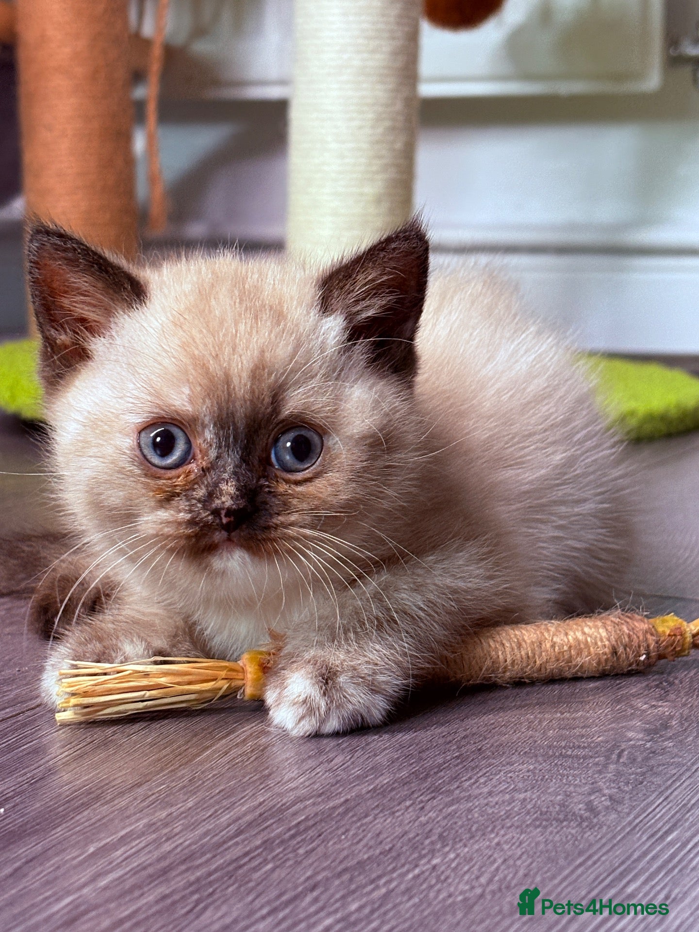 British Shorthair cats 🌟GCCF BSH Kittens Beautiful Variety of Colours 🌟 - Advert 2