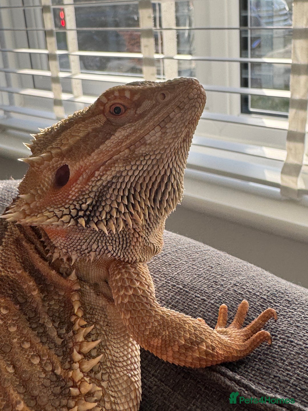 Bearded Dragon reptiles for sale: 12 Month male bearded dragon  - Image 7