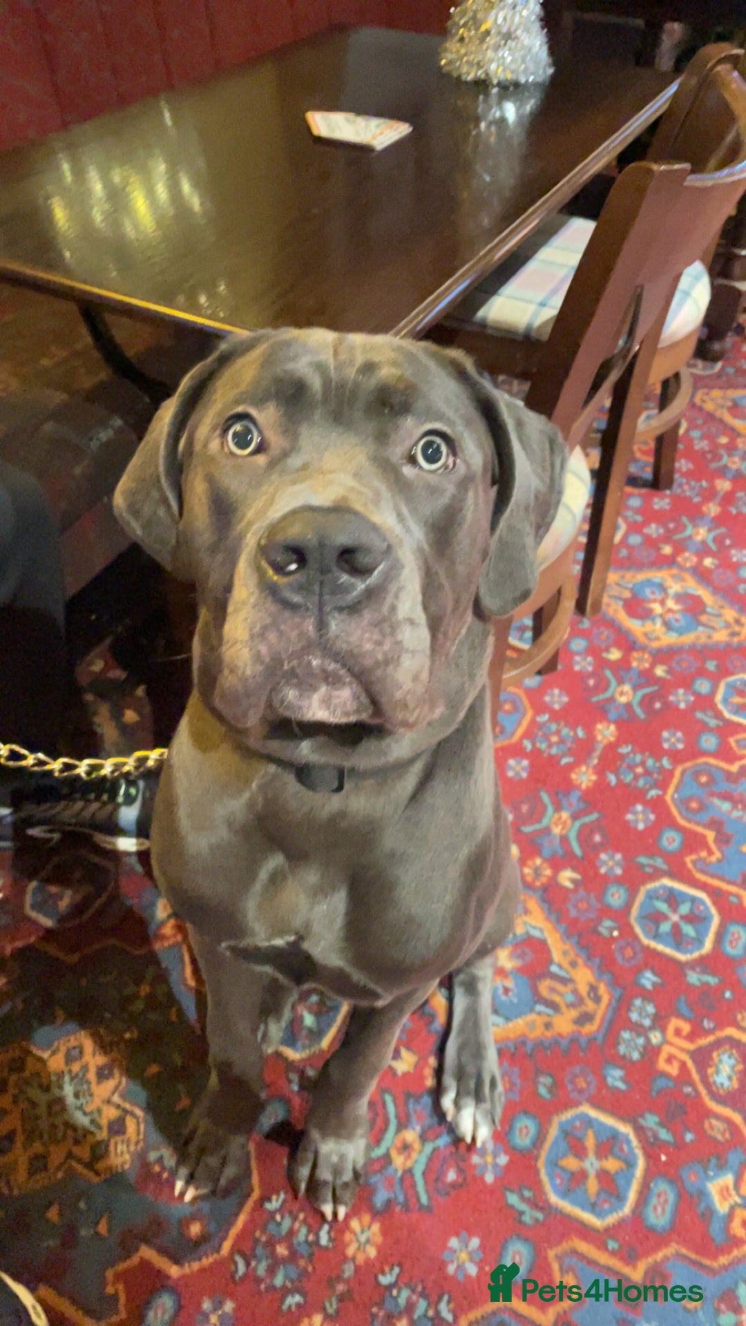 Cane Corso dogs for sale: Male cane corse  - Image 4