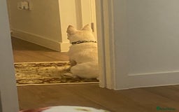 Pomchi dogs for sale: Mr Pennington marshmallow Grabowski  - Image 8