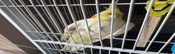 Cockatiels birds for sale: Pair of cockatiels with large flight cage  - Advert 5
