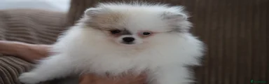 Pomeranian 3