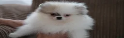 Pomeranian dogs for sale: Cute puppies  - Advert 13