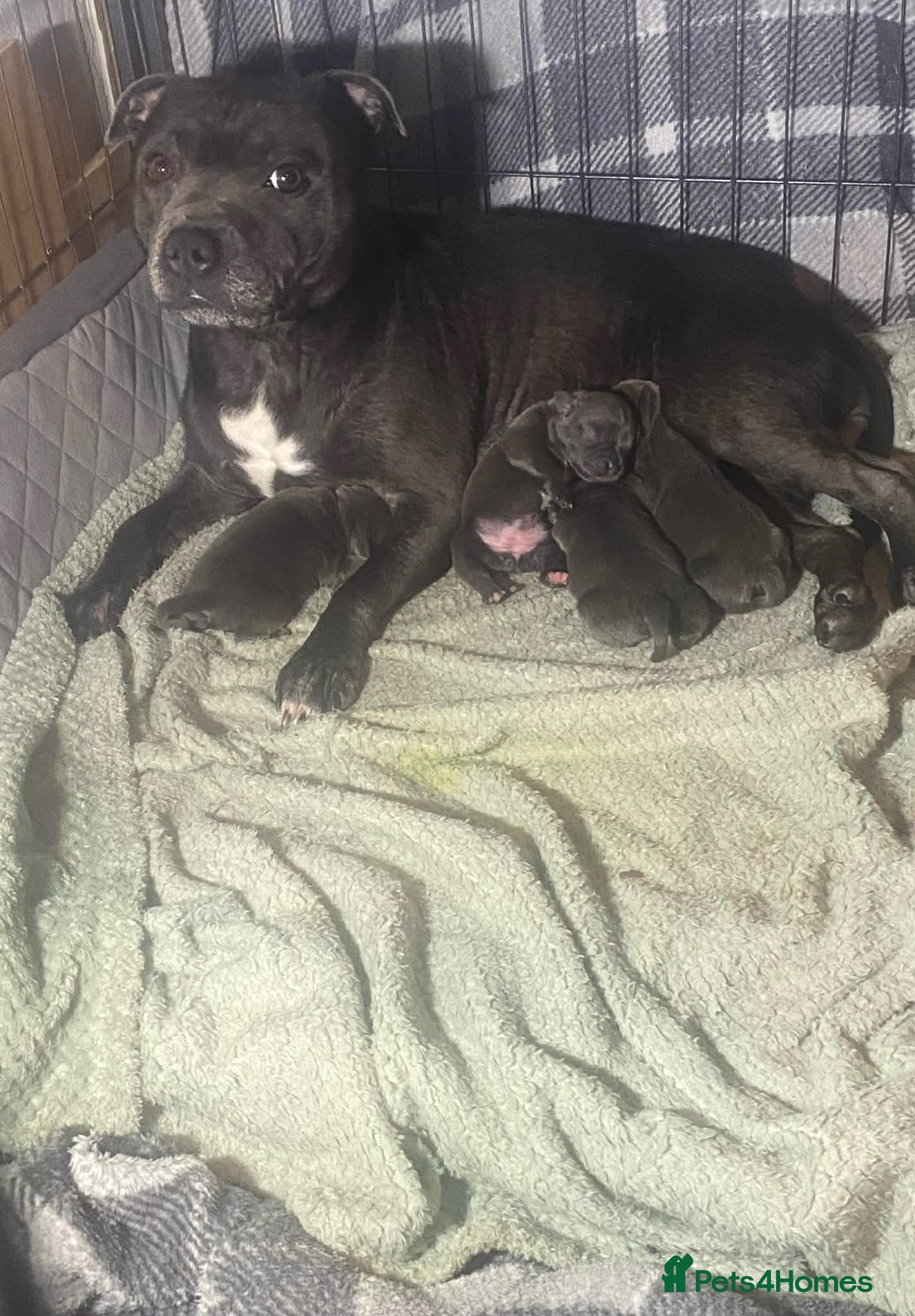 Staffordshire Bull Terrier dogs Beautiful little of 4 pups 2 girls 2 boys - Advert 4
