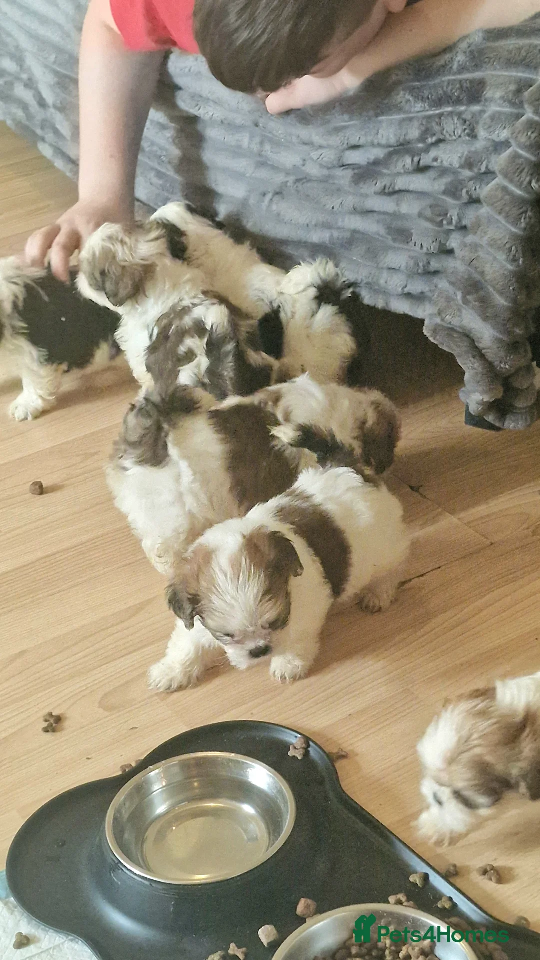 Shih Tzu dogs for sale: 🐾 Amazing Purebred Shih Tzu Puppies Crawley 🐾 - Advert 20