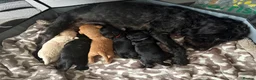 Mixed Breed dogs for sale: Bordoodle x Labrador Puppies  - Advert 6