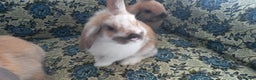 Mini Lop rabbits for sale: 4 Beautiful Mini Baby Lops  - Advert 10