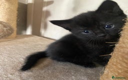 Mixed Breed cats for sale: Scottish fold cross for sale  - Image 32