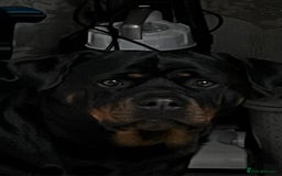 Rottweiler dogs for sale: 8 Beautiful, chunky Rottweiler pups  - Image 15