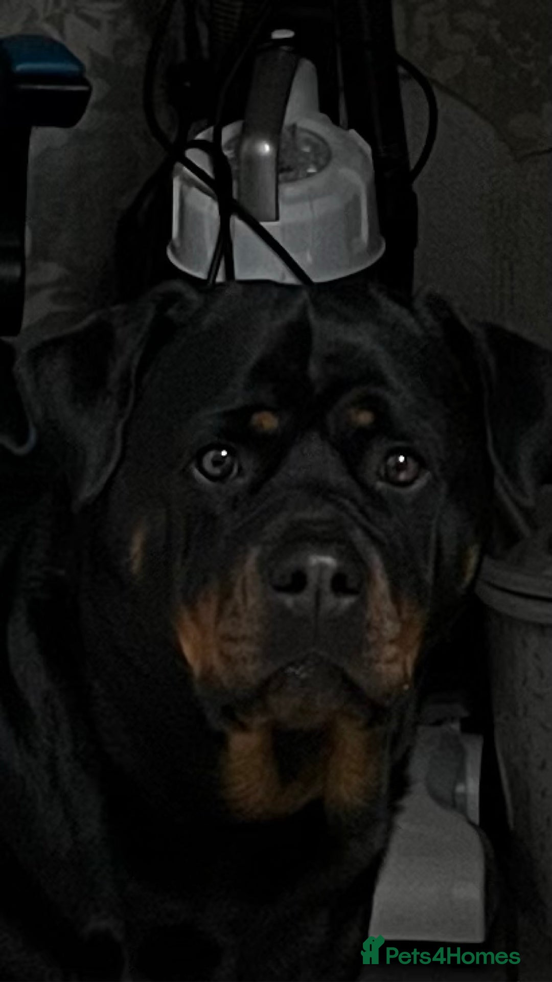 Rottweiler dogs for sale: 8 Beautiful, chunky Rottweiler pups  - Image 15
