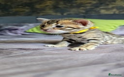 Bengal cats for sale: TICA Champion bengal kittens ready for reservation - Image 15