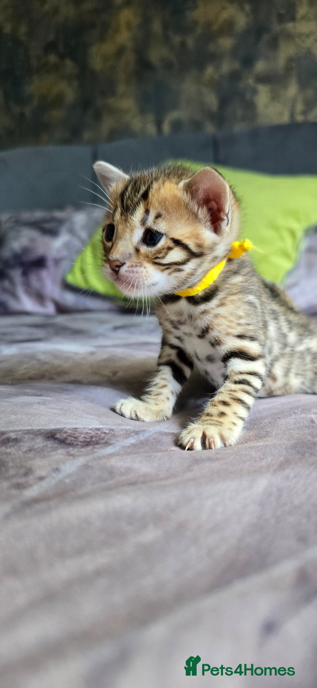 Bengal cats for sale: TICA Champion bengal kittens ready for reservation - Image 15