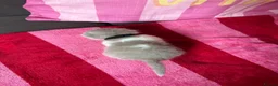 British Shorthair cats for sale: Champion Line British Shorthair Kittens 😻🥇🏆🐾 - Advert 18
