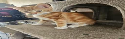 Mixed Breed cats for sale: 4 adorable female kittens for sale  - Advert 32