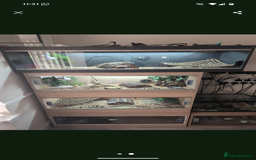 Bearded Dragon reptiles for sale: 3 bearded dragon with full setup  - Image 1