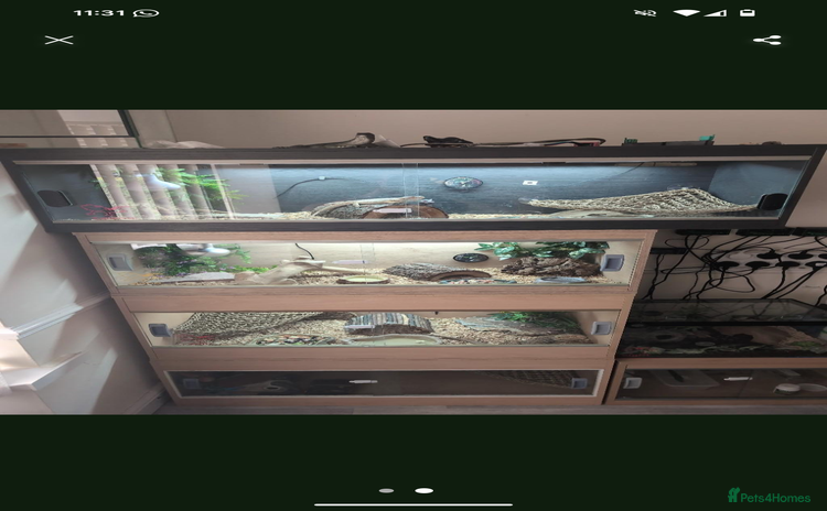 Bearded Dragon reptiles - Advert 5