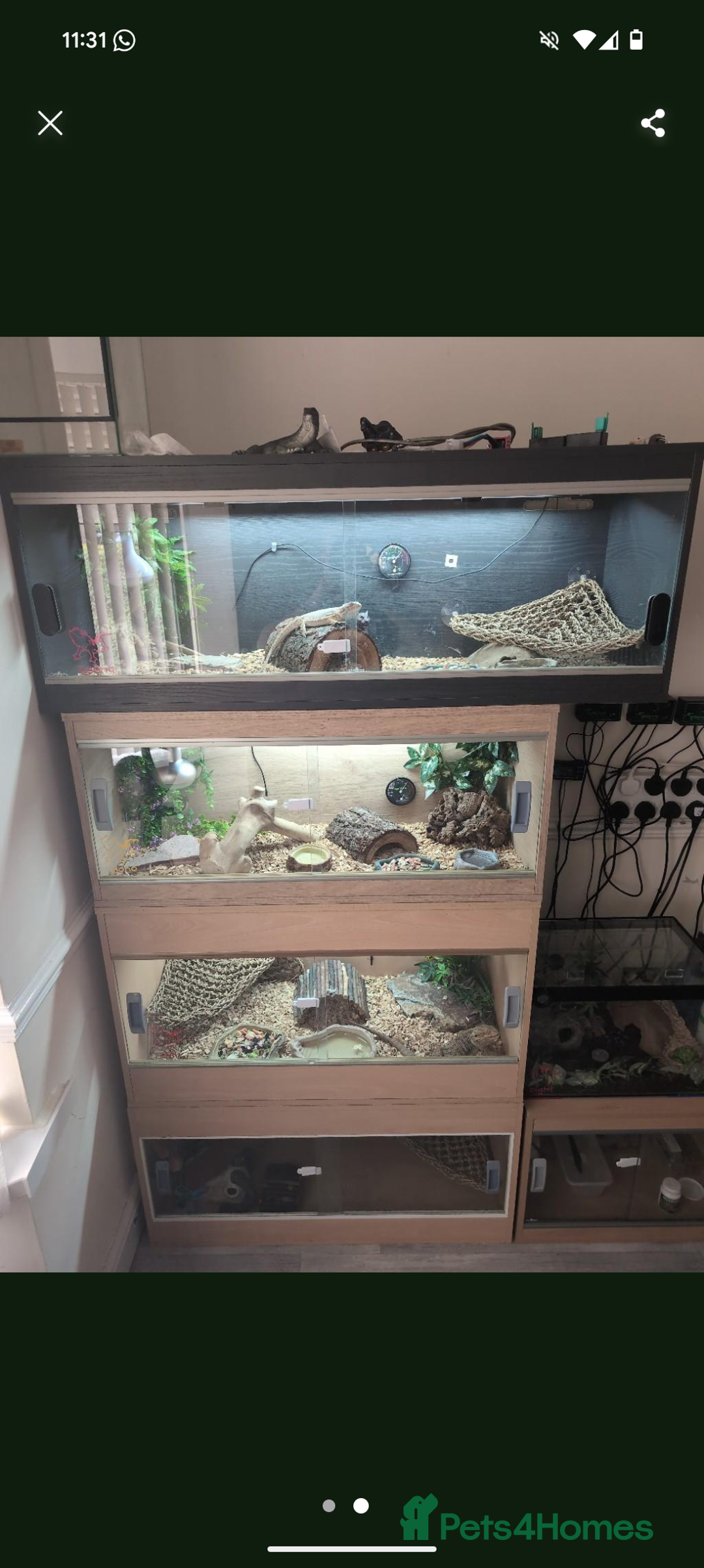 Bearded Dragon reptiles for sale: 3 bearded dragon with full setup  - Image 1