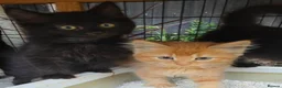 Persian cats for sale: Lovely half persian kitten - Advert 15