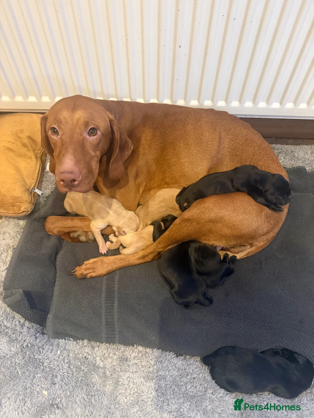 Mixed Breed dogs for sale: BEAUTIFUL LITTER  - Advert 2