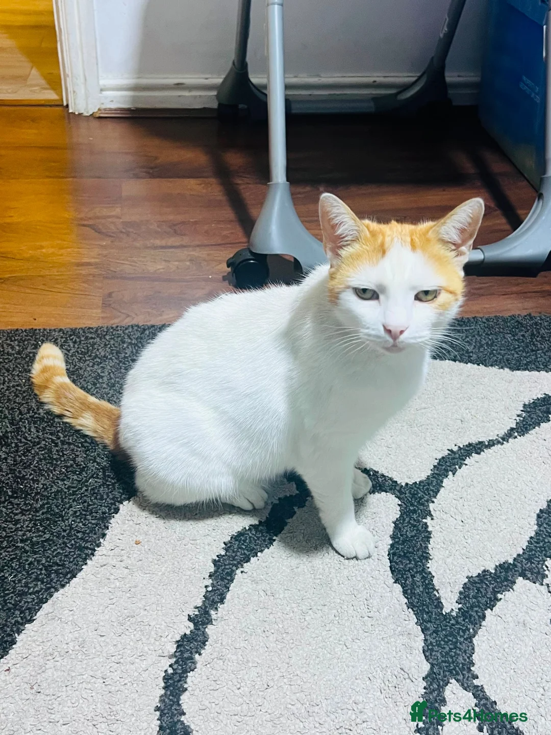 Domestic Shorthair cats for sale: Tommy in Bradford - Advert 1