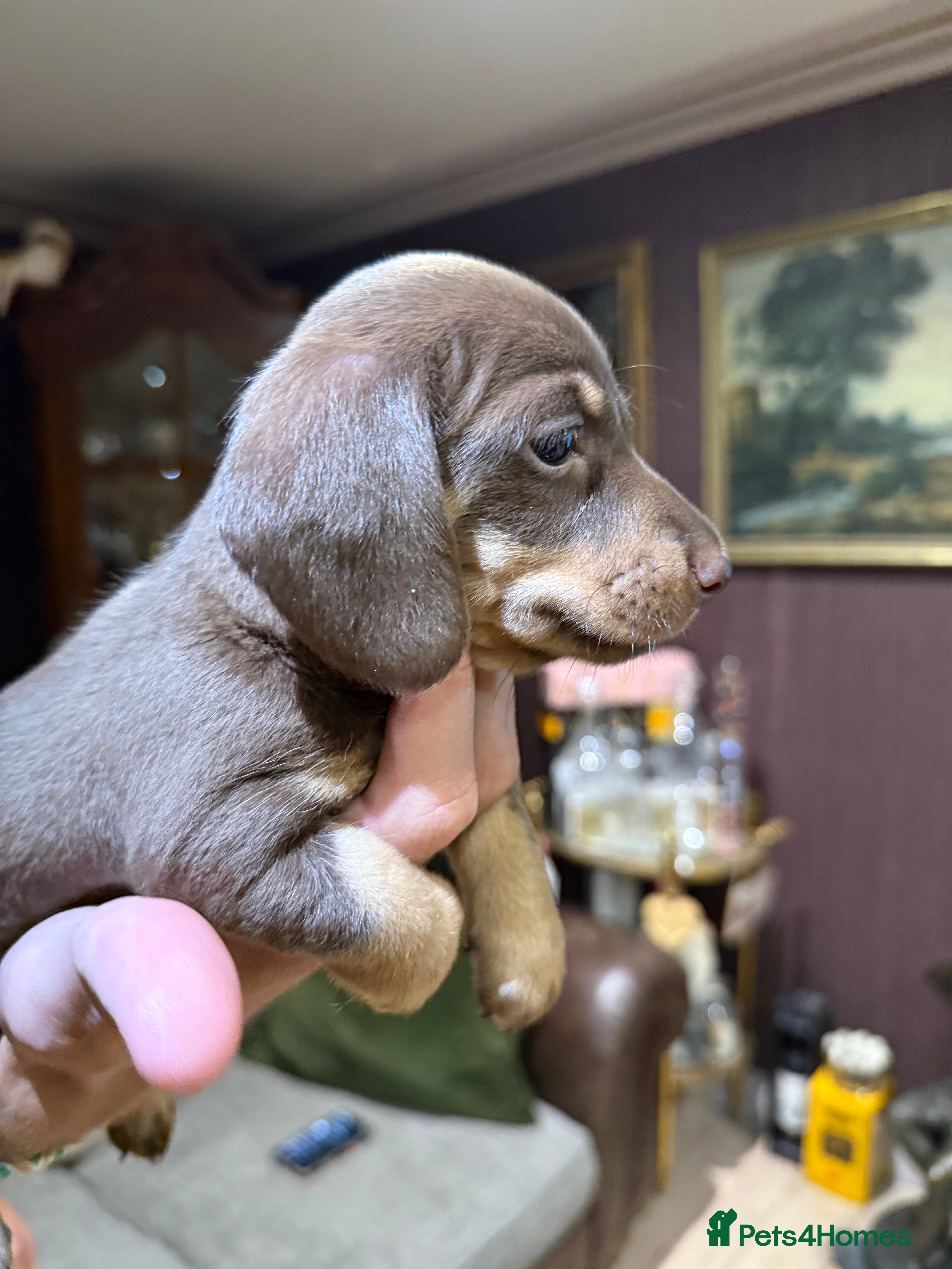 Miniature Dachshund dogs Superb Quality babies - Advert 2