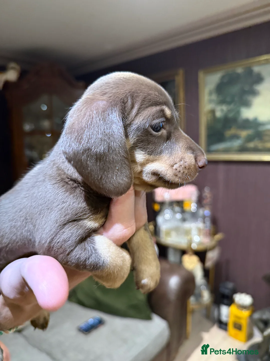 Miniature Dachshund dogs for sale: Superb Quality babies in Sleaford - Advert 2